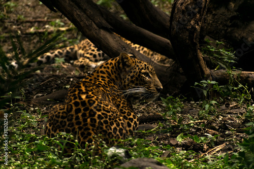 Leopard sitting