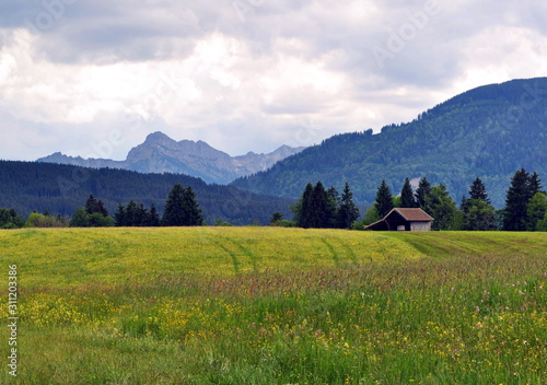 Bergpanorama vor bunten Sommerwiesen bei Bad Saulgrub, Bayern
