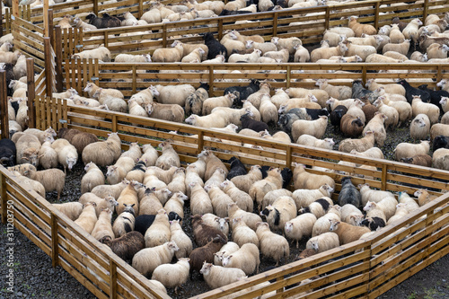 Icelandic sheep beeing driv...