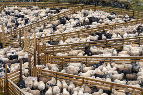 Icelandic sheep beeing driv...