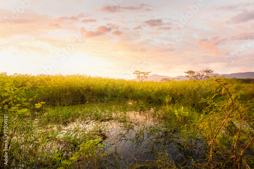 Landscape little tree grow in water pond and sunset with a beautiful cloud.