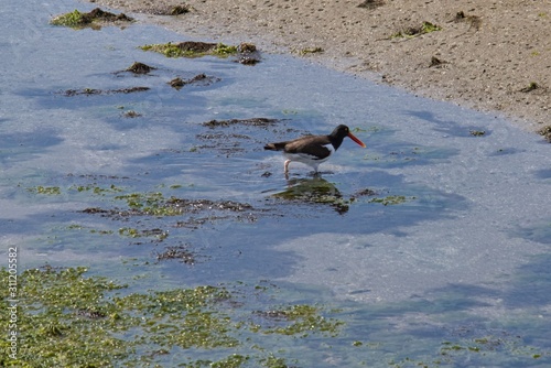 American Oystercatcher on the prowl