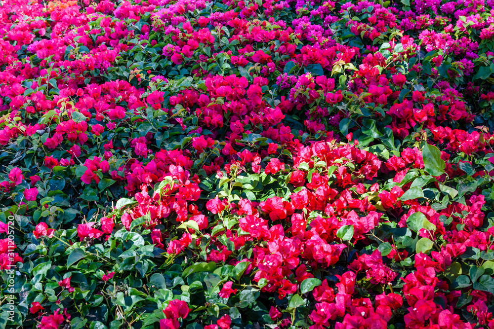 Blossoming bougainvillea plant growing in the garden