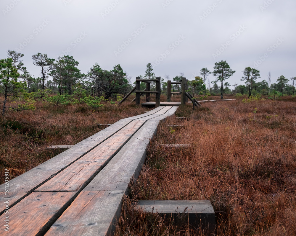 Autumn swamp in the national park. View on the nature Autumn swamp in the national park. View on the nature