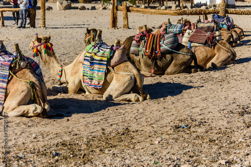 Camels in arabian desert not far from the Hurghada city, Egypt