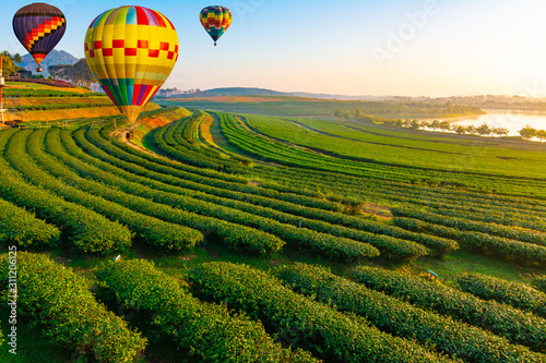 Colorful hot-air balloons flying over tea plantation landscape with sunrise at chiang rai thailand photo