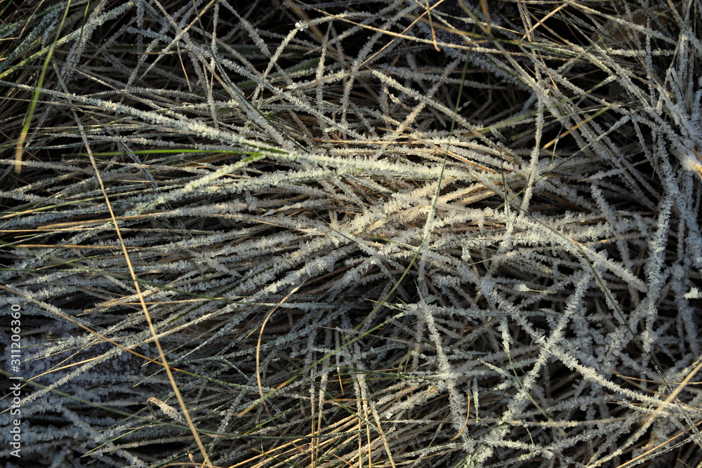 dry grass dry grass