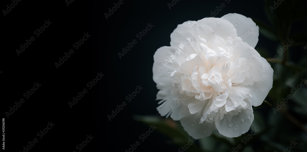 Beautiful flowers. Symbol of tenderness. White peony single flower, isolated on black background. Beautiful flowers. Symbol of tenderness. White peony single flower, isolated on black background.