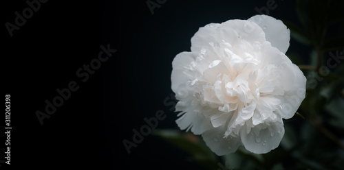 Beautiful flowers. Symbol of tenderness. White peony single flower, isolated on black background.