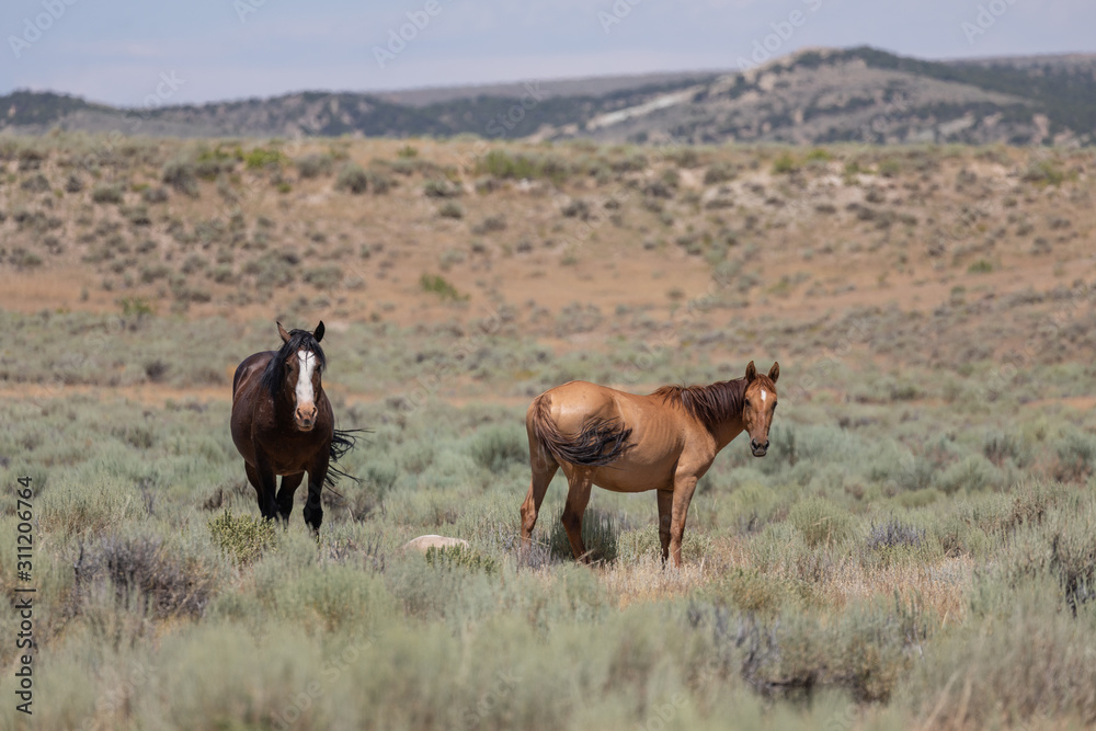 Wild Horses in Summer in Sand Wash Basin Colroado Wild Horses in Summer in Sand Wash Basin Colroado