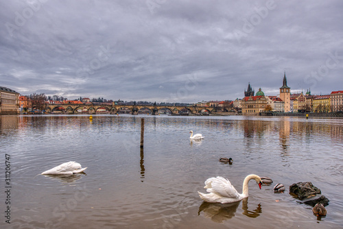 Gorgeous view of Charles Bridge with swans in the foreground, Prague