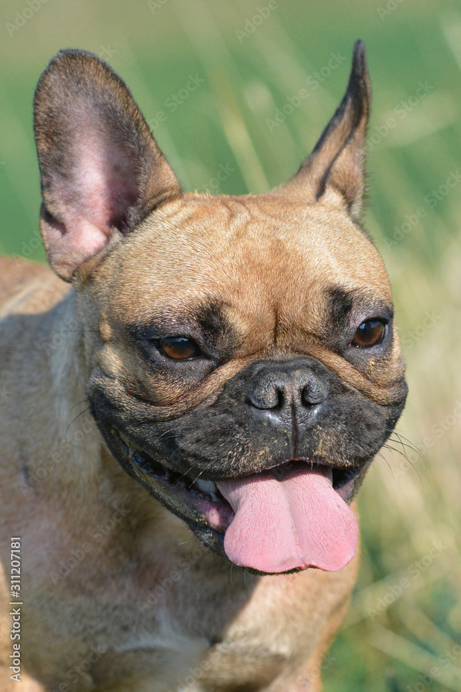 Portrait of happy brown French Bulldog dog with tongue out on blurry grass background