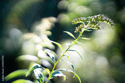 Green plant with spider web shot against the light with blurry background in a garden in the summer