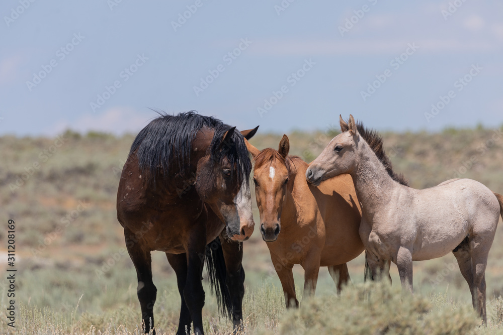 Wild Horses in Summer in Sand Wash Basin Colroado