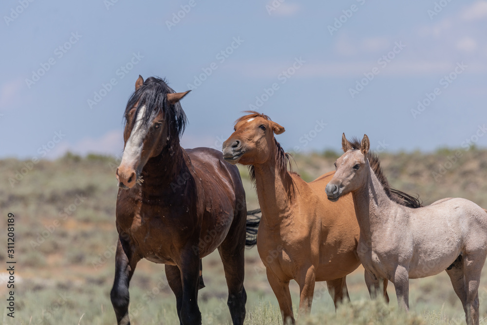Wild Horses in Summer in Sand Wash Basin Colroado Wild Horses in Summer in Sand Wash Basin Colroado