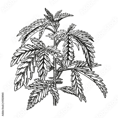 Hand drawn cannabis plant isolated on white background. Linear sketch of marijuana branch. Vector artwork hemp plant with black outline. Design element.