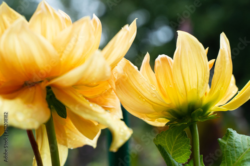Yellow Dahlia shot from below with water droplets