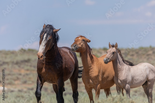 Wild Horses in Summer in Sand Wash Basin Colroado © natureguy