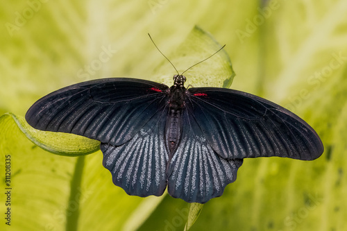 Black Male Great Mormon butterfly on green leaves