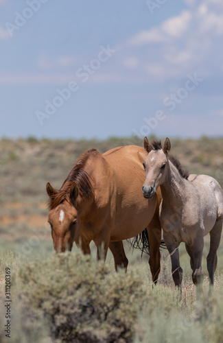 Wild Horses in Summer in Sand Wash Basin Colroado