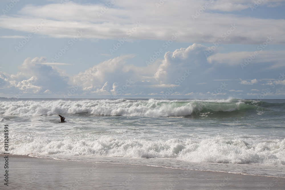 Fototapeta premium Birds above surf at Marina State Beach Monterey County California