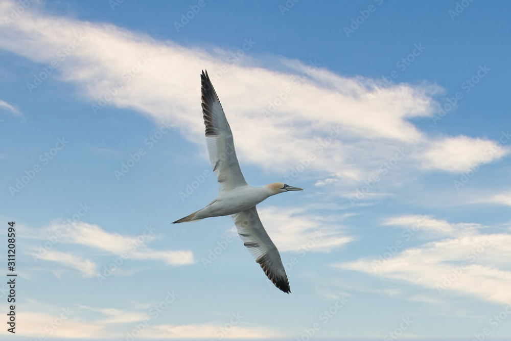 Northern gannet (Morus bassanus) in flight.Wild life animal in Scotland Northern gannet (Morus bassanus) in flight.Wild life animal in Scotland