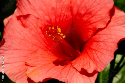 Red hibiscus macro
