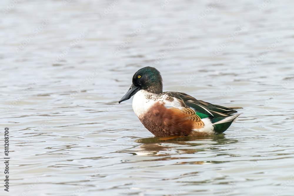 Obraz premium Northern shoveler (Anas clypeata) swimming in natural water