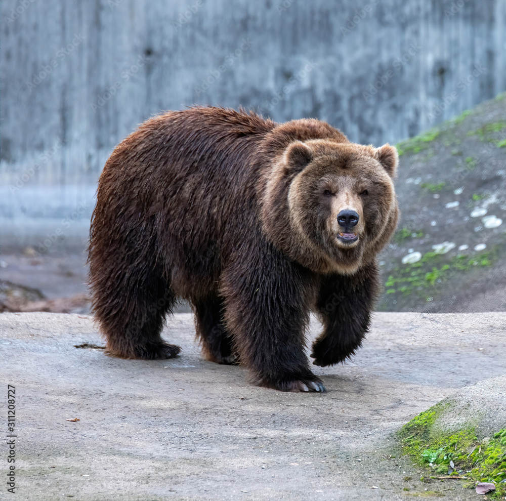 eurasian brown bear vs grizzly