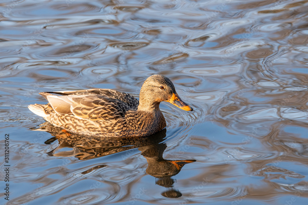 Close up of a Mallard Duck, Anas platyrhynchos. Close up of a Mallard Duck, Anas platyrhynchos.