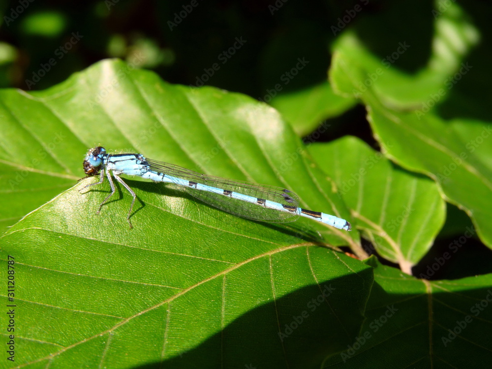 Gabel-Azurjungfer Libelle sitzt auf einem Blatt Gabel-Azurjungfer Libelle sitzt auf einem Blatt
