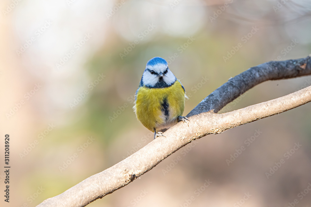 Blue tit (Parus caeruleus) resting on tree branch Blue tit (Parus caeruleus) resting on tree branch
