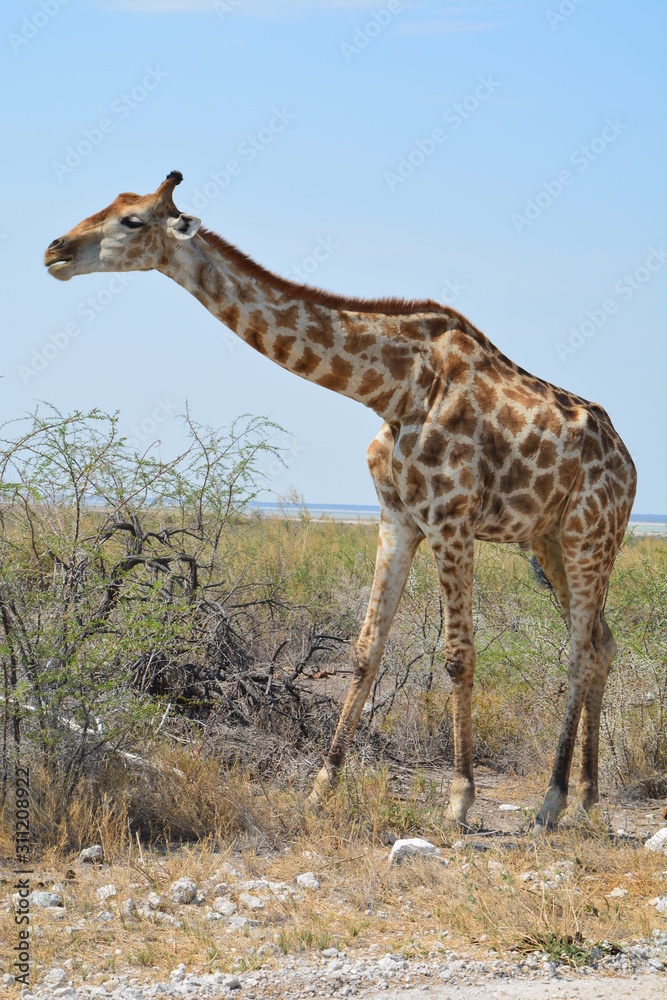 Obraz premium Girafe Etosha National Park Namibie