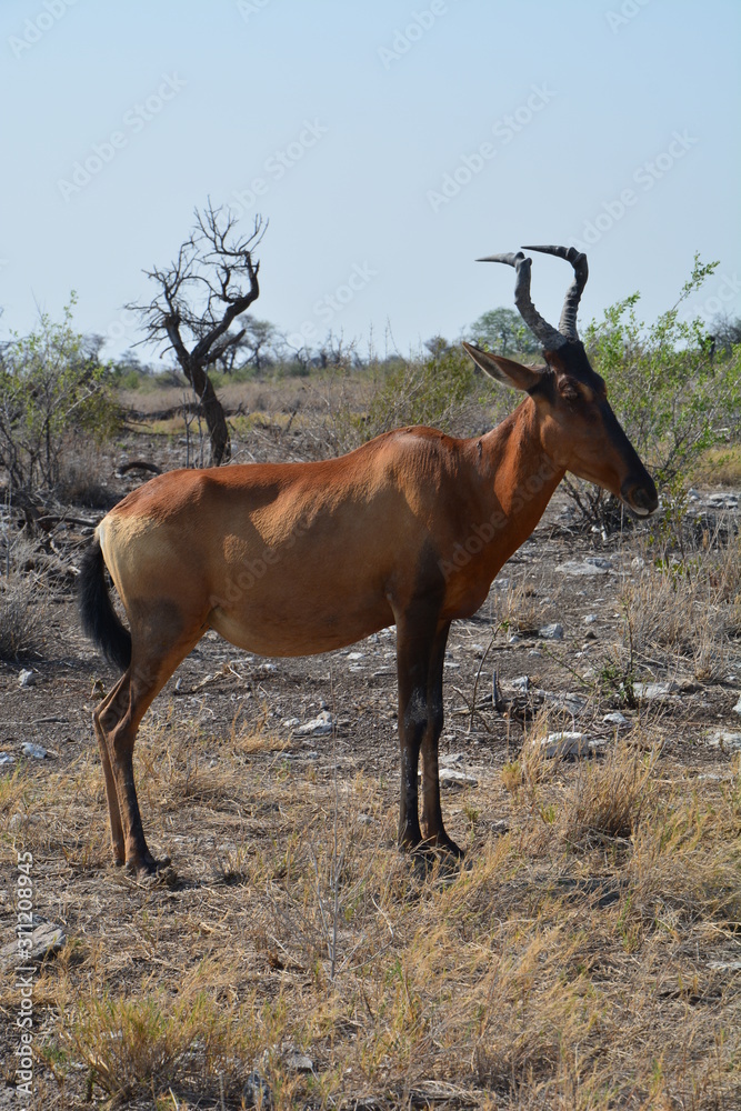 Bubale Etosha National Park Namibie Bubale Etosha National Park Namibie