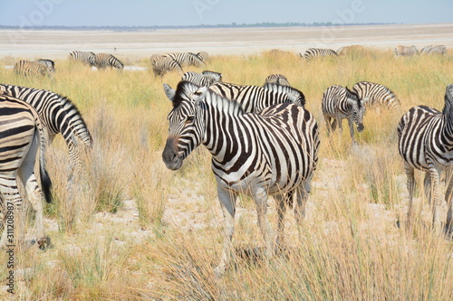 Z  bre Etosha National Park Namibie