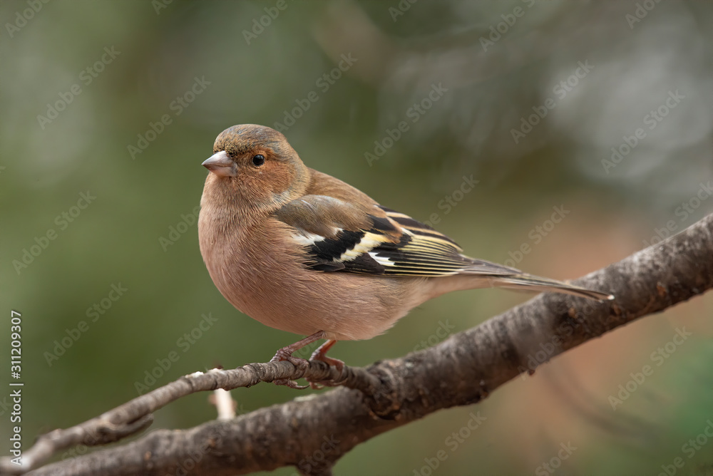Common Chaffinch (Fringilla coelebs) sitting on a branch in nature. Common Chaffinch (Fringilla coelebs) sitting on a branch in nature.