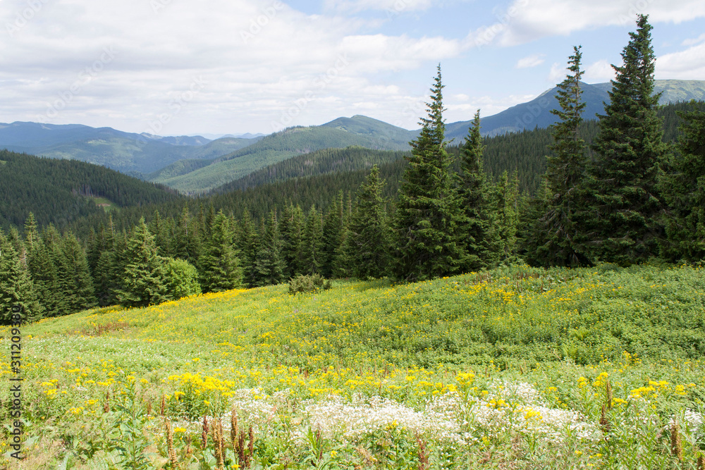 Fototapeta premium spruce, pine, grass on Goverla Mountain on a summer sunny day, Carpathians, Ukraine
