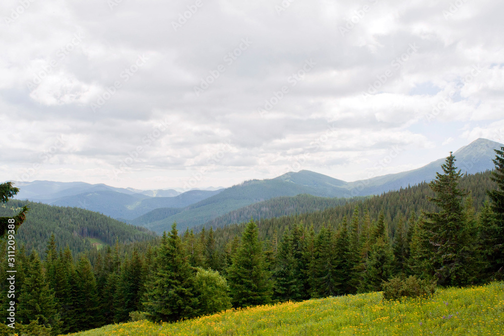 Obraz premium spruce, pine, grass on Goverla Mountain on a summer sunny day, Carpathians, Ukraine