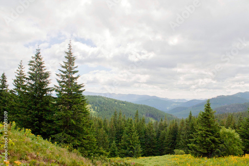spruce, pine, grass on Goverla Mountain on a summer sunny day, Carpathians, Ukraine