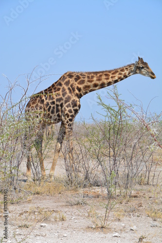 Girafe Etosha National Park Namibie