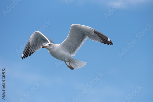 Armenian gull  Larus armenicus  in flight over blue sky