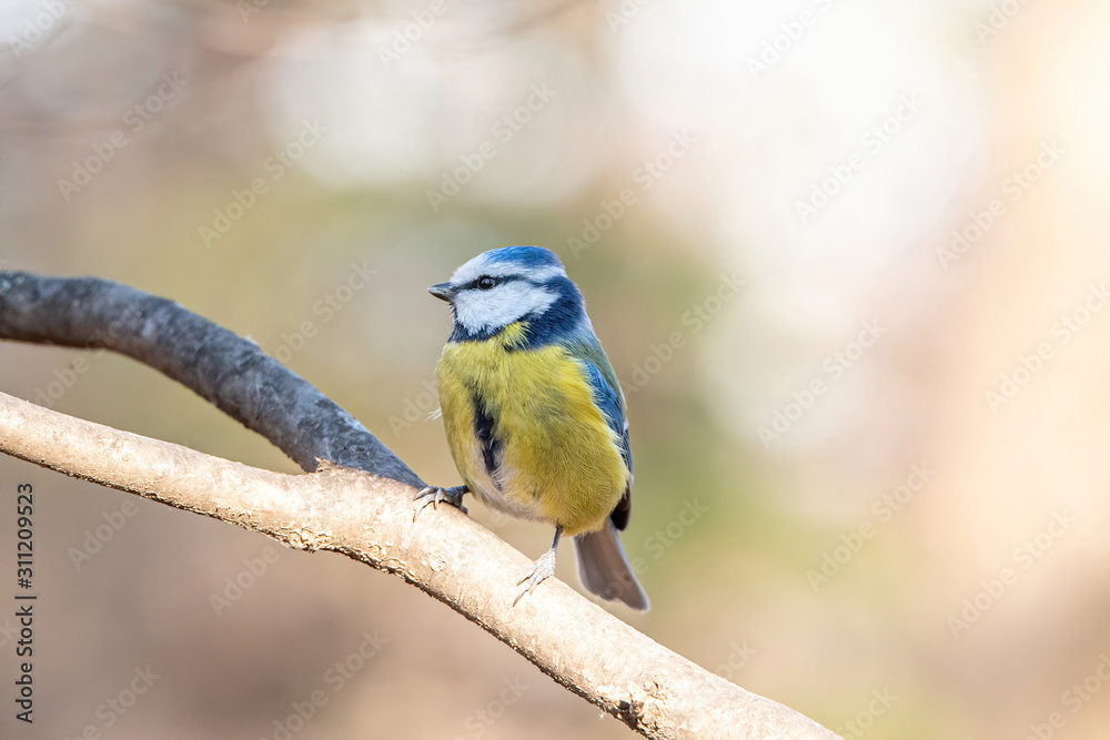 Blue tit (Parus caeruleus) resting on tree branch Blue tit (Parus caeruleus) resting on tree branch