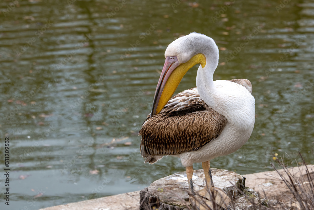 Pink Pelican (Pelecanus onocrotalus) in the wild.Disappearing species of feathered animals. Pink Pelican (Pelecanus onocrotalus) in the wild.Disappearing species of feathered animals.