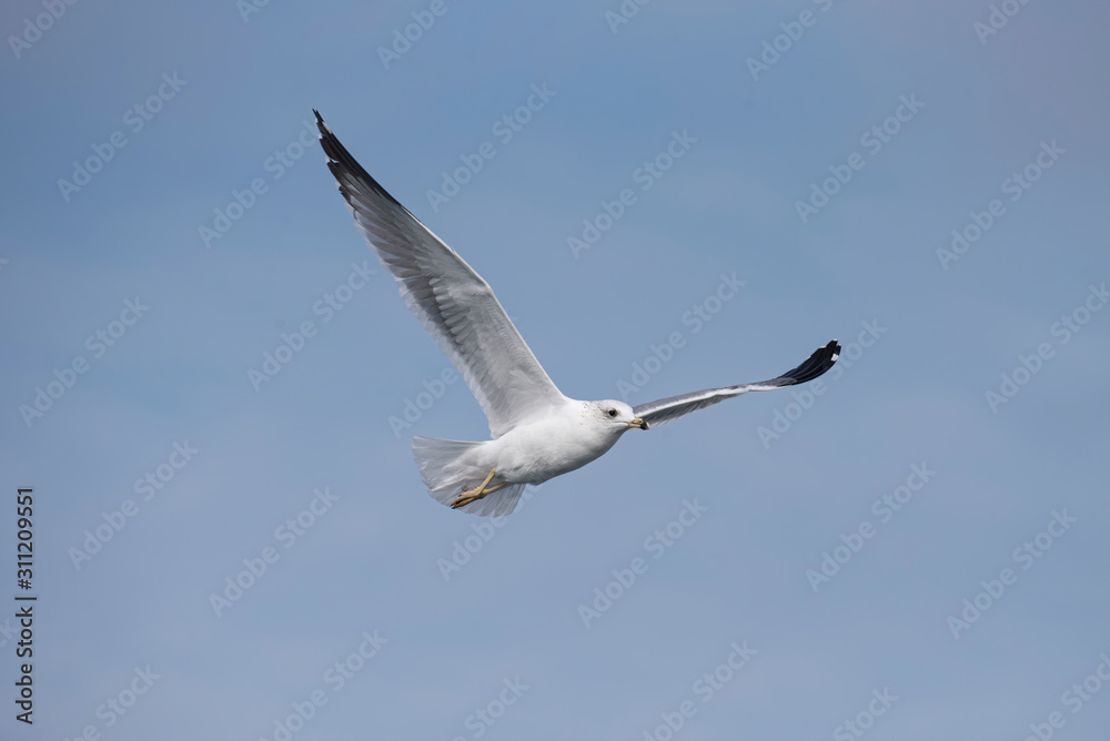 Armenian gull (Larus armenicus) in flight over blue sky Armenian gull (Larus armenicus) in flight over blue sky