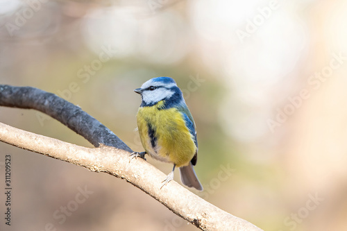 Blue tit (Parus caeruleus) resting on tree branch