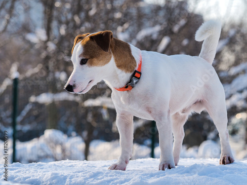 Jack Russell Terrier puppy in winter in the snow