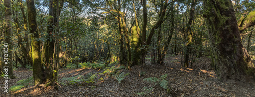 Super wide angle panorama. Relict forest on the slopes of the Garajonay National Park mountains. Giant Laurels and Tree Heather along narrow winding paths. Paradise for hiking. La Gomera, Spain.