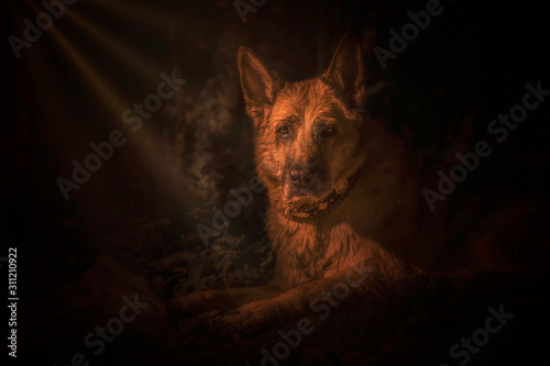 Weiser alter Schäferhund photo