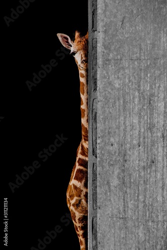 Photography peekaboo (Giraffe peeking around a wall)