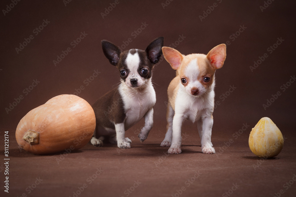 White and White-Brown Chihuahua Puppies with Pumpkins